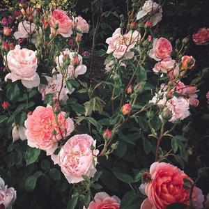 欧美最猛性❌❌❌大交
